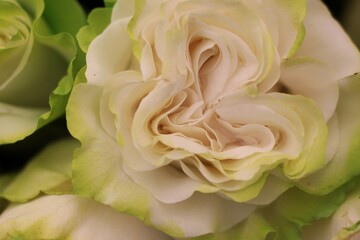 close up of a white rose