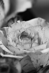 Beautiful rose flower in a black and white monochrome.