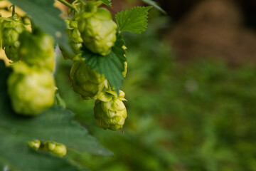 Farming and agriculture concept. Green fresh ripe organic hop cones for making beer and bread, close up. Fresh hops for brewing production. Hop plant growing in garden or farm
