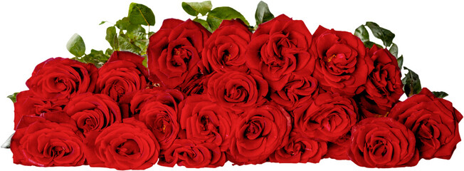 Beautiful  red roses on white background