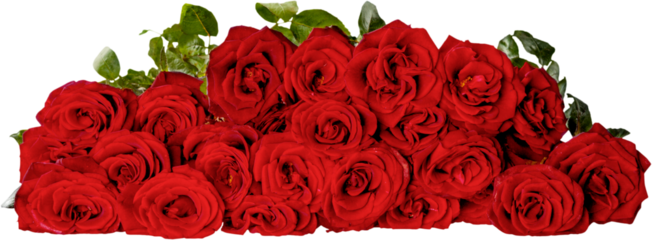 Beautiful  red roses on white background