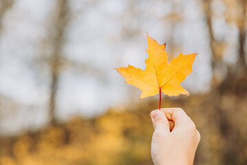 Close-up of child hands holding yellow autumn maple leaf. Autumn background. Selective focus