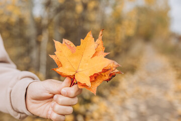 Close-up of child hands holding yellow autumn maple leaf. Autumn background. Selective focus