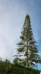 Obraz premium a beautiful pine tree on a hill on the edge of lake tondano