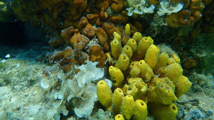 Naklejka na ściany i meble Yellow tube sponge (Aplysina aerophoba), Сhicken liver sponge (Chondrilla nucula) and Small brown algae Peacock’s tail (Padina pavonica) undersea, Aegean Sea, Greece, Halkidiki