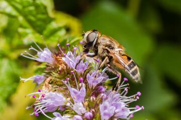 Honey bee covered with yellow pollen drink nectar, pollinating flower. Inspirational natural floral spring or summer blooming garden background. Life of insects. Extreme macro close up selective focus