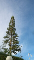 a beautiful pine tree on a hill on the edge of lake tondano