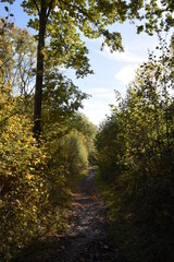 a walk through Monkwood in Worcestershire during autumn