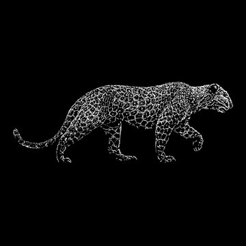 Leopard hand drawing. Vector illustration isolated on black background.