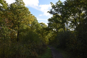 Fototapeta na wymiar a walk through Monkwood in Worcestershire during autumn