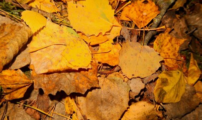 autumn leaves background