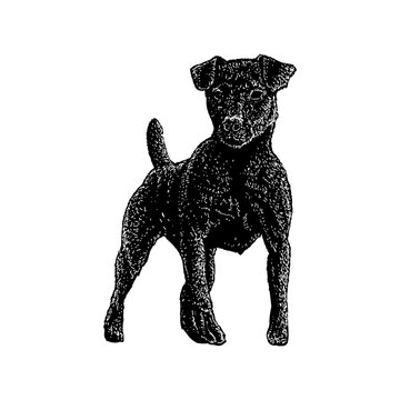 Patterdale Terrier hand drawing vector illustration isolated on background.