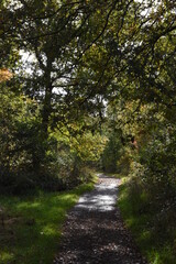 Fototapeta na wymiar a walk through Monkwood in Worcestershire during autumn