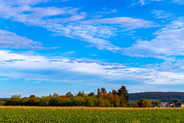 Group of autumn trees in front of a field