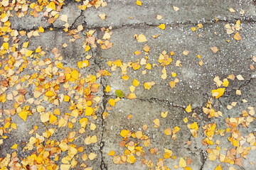 Autumn birch leaves on cracked concrete background.