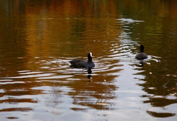 duck on the water