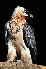 white tailed hawk
