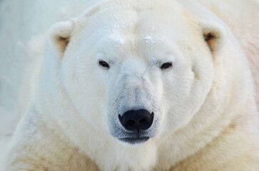 Plakat polar bear portrait