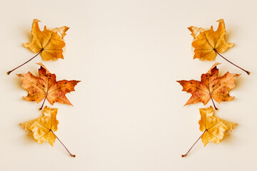 Naklejka na ściany i meble Abstract autumn background with maple tree leaves. Flat lay, top view. Copy space. Minimal concept.