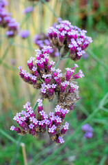 Verbena bonariensis in botany in Poland. Seleclive focus, close up. nature background.