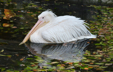 pelicans on the water