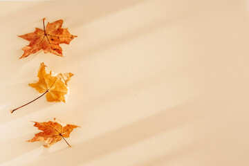 Abstract autumn background with maple tree leaves and shadows. Flat lay, top view. Copy space....