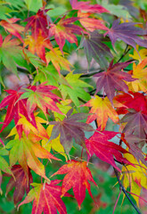 Naklejka na ściany i meble Acer patmatum with colorful leaves - red, purple, yellow, orange mosaic in autumn in botany. Nature backdrop.