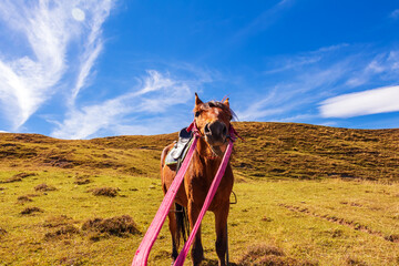 Funny bay horse in a meadow in the Caucasus mountains.