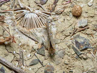 Painted lady butterfly. Vanessa cardui