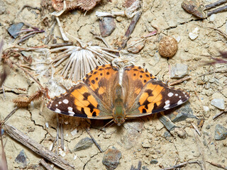 Painted lady butterfly. Vanessa cardui
