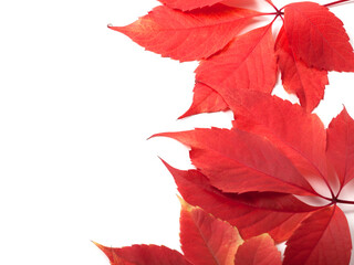 Autumn leaves background with copy space