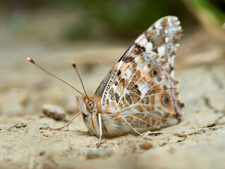 Painted lady butterfly. Vanessa cardui
