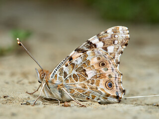 Obraz premium Painted lady butterfly. Vanessa cardui