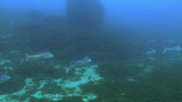 Dentex dentex fish shoal in dark murky water - Underwater life