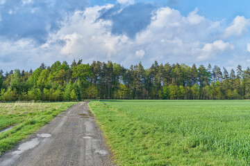 Country road to the forest.
