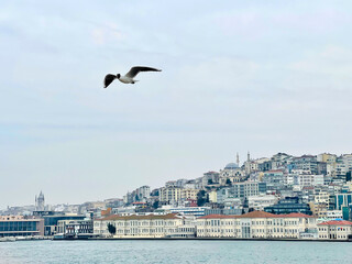 Fototapeta na wymiar Seagulls fly in Istanbul, Turkey, sea against sky clouds backgroung