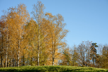 Autumn trees with yellow leaves in the park