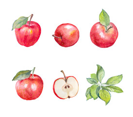 Apple, red apples, fruits, watercolor food illustrations 