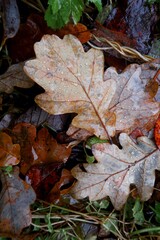 fallen autumn leaves