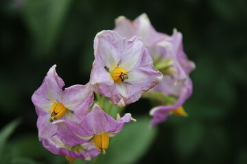 Der Kartoffelbaum blüht. Schöner Blütenstand. Pink Blütenblätter. Gelbes Staubblatt....
