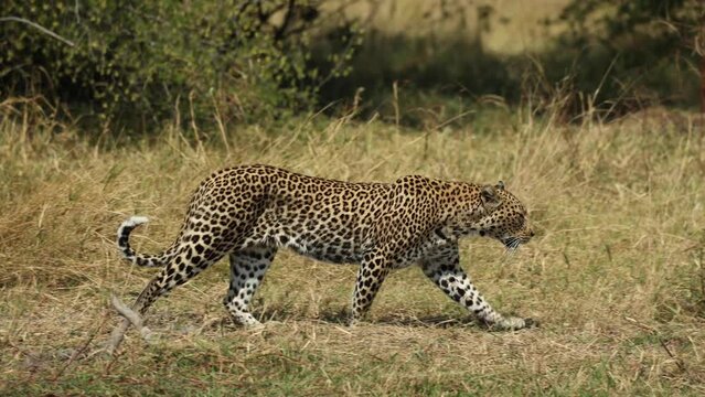 Lithe leopard walking through green and gold grass in Khwai, Botswana.