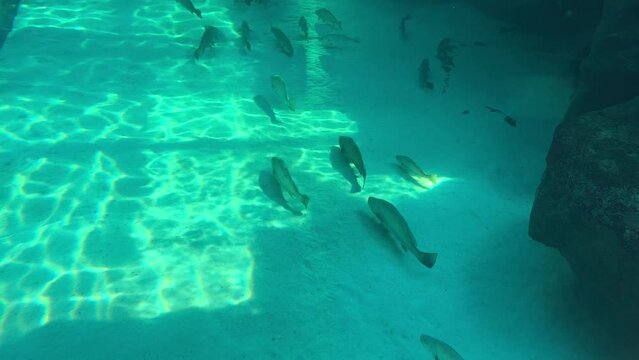 Kabeljou or kob fish swimming at the bottom of the deep tank at the aquarium