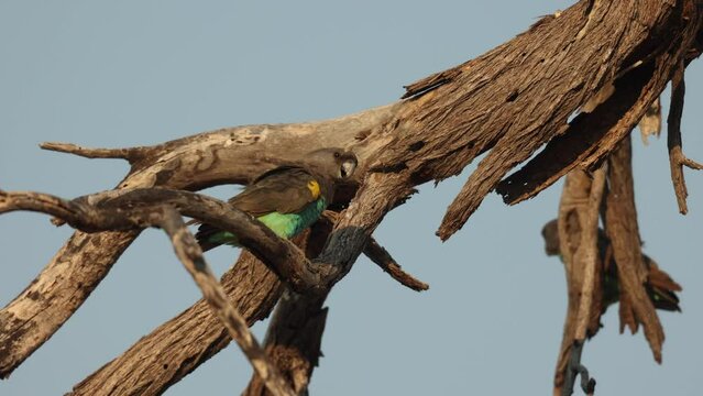 Low-angle clip of Meyer's parrots preening and talking on a dead tree branch, Khwai Botswana.