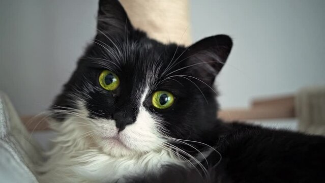 Close up shot of a cute black and white cat with green eyes.