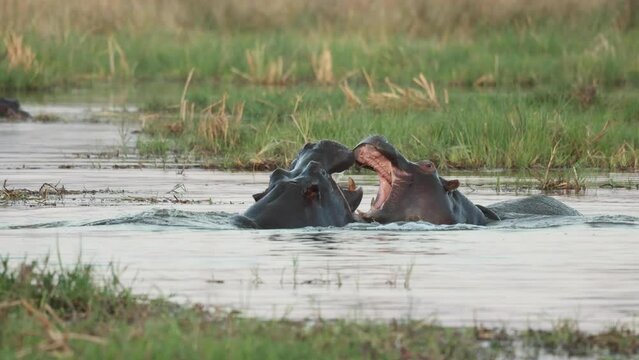 Slow motion clip of two hippos fighting in the Khwai River, Botswana..