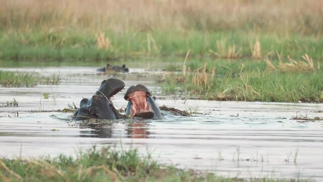 Two hippos tussling in the water with mouths wide open in Khwai, Botswana.