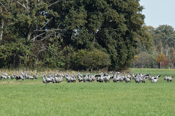 viele Kraniche rasten auf einer Wiese