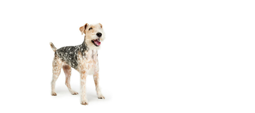Studio shot of beautiful purebred Fox terrier dog standing, posing isolated over white background. Flyer