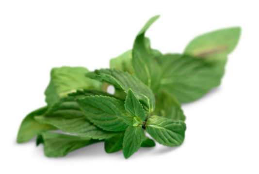 Fresh mint leaves isolated on white background.