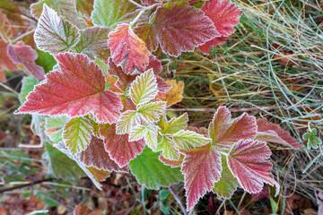 Orange autumn leaves are covered with the first frost